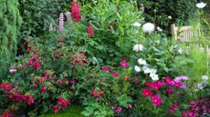 A border with fuschia plants