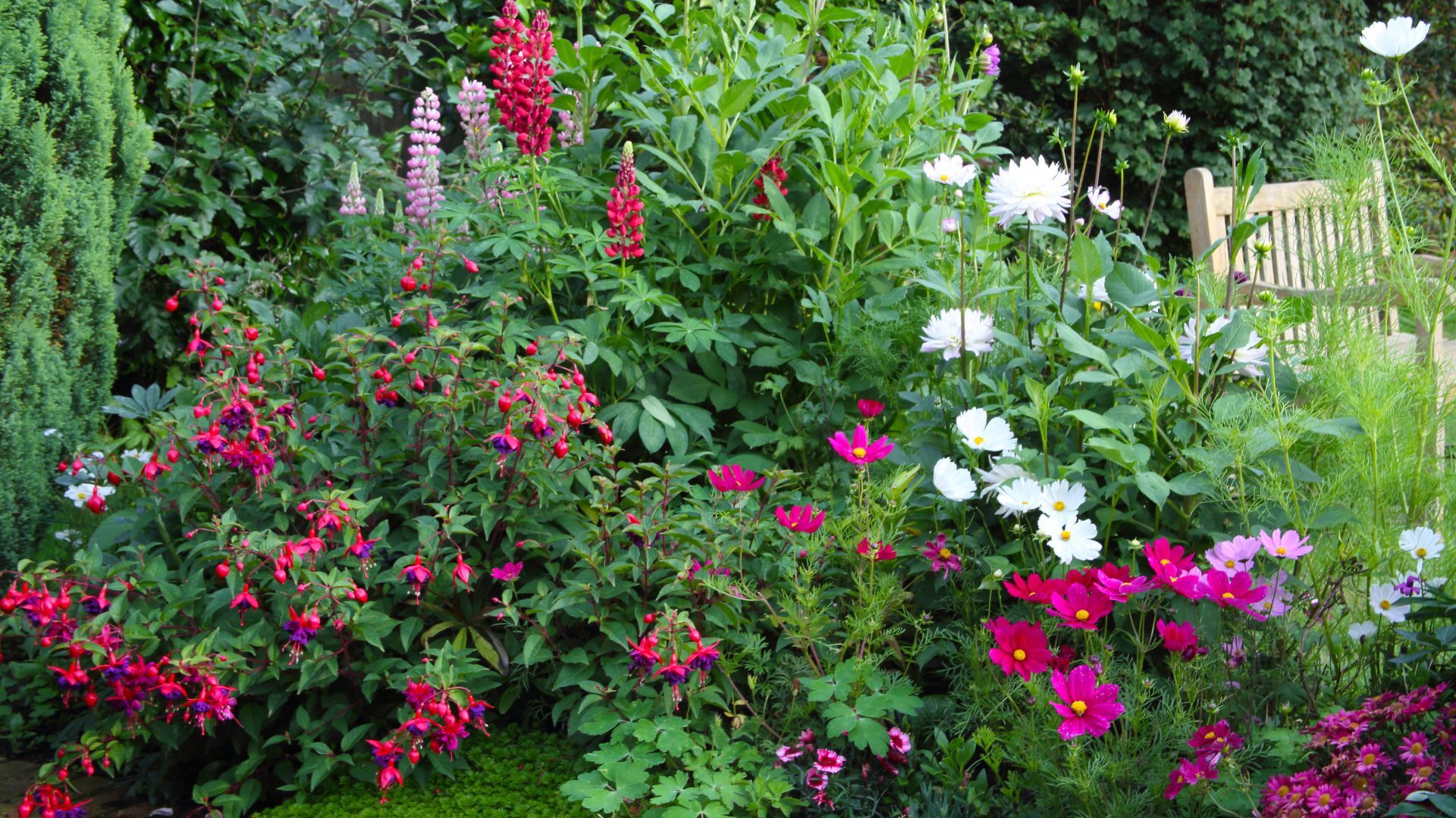 A border with fuschia plants