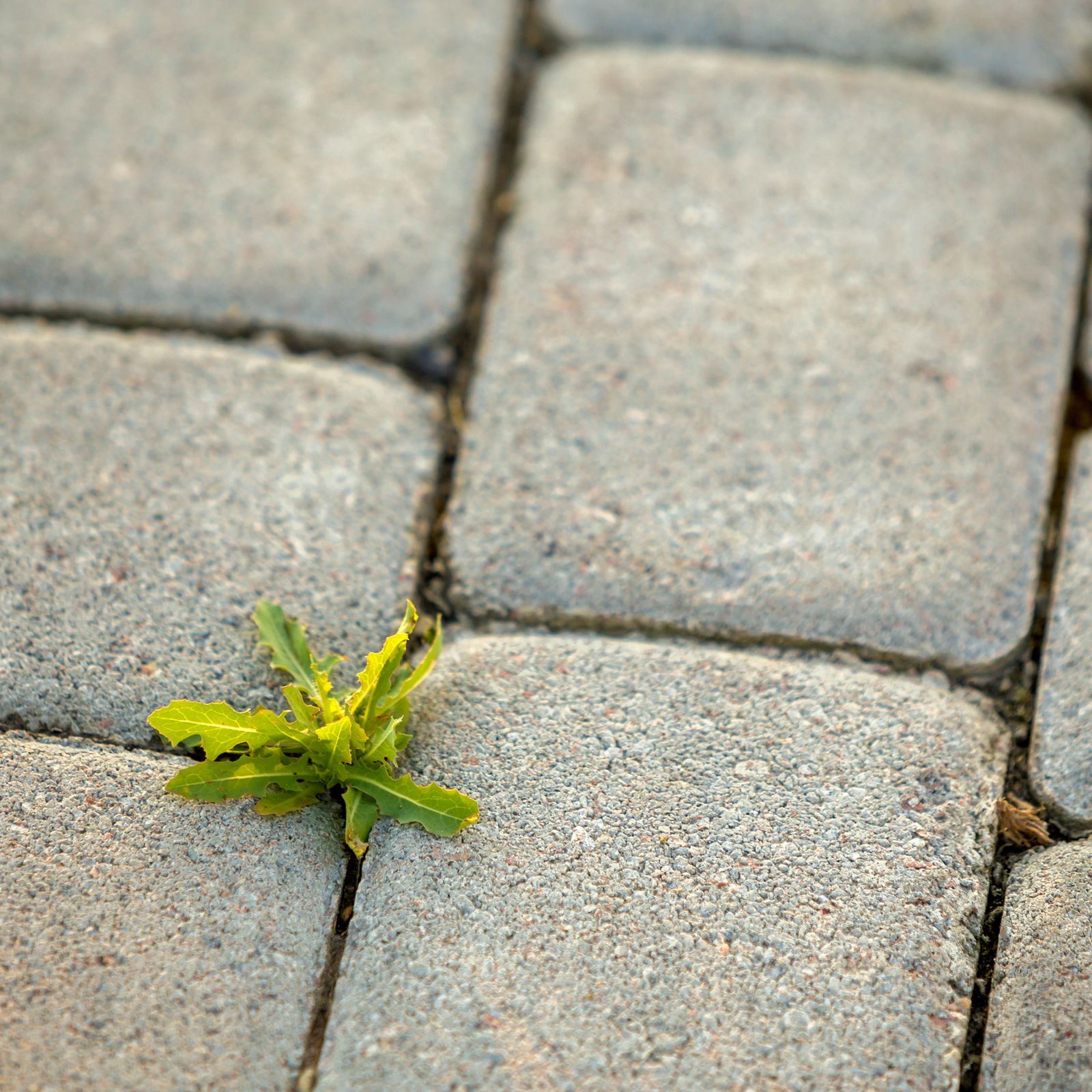 Does salt kill weeds? Experts reveal the most effective ways Ideal Home