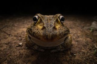 Closeup of a frog (Cyclorana novaehollandiae)