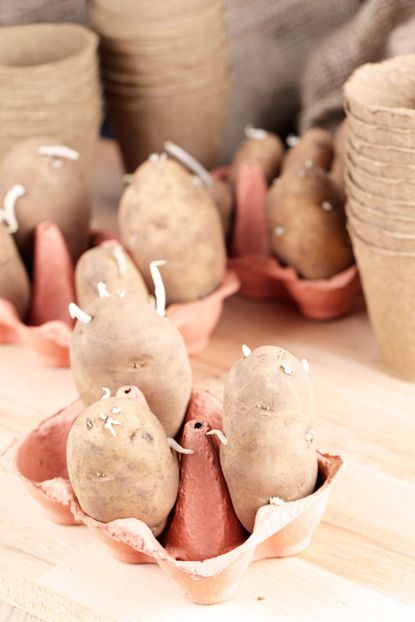 Cardboard Pots With Sprouting Seed Potatoes