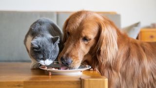 food allergies in pets