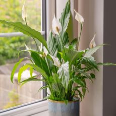 Peace lily on windowsill