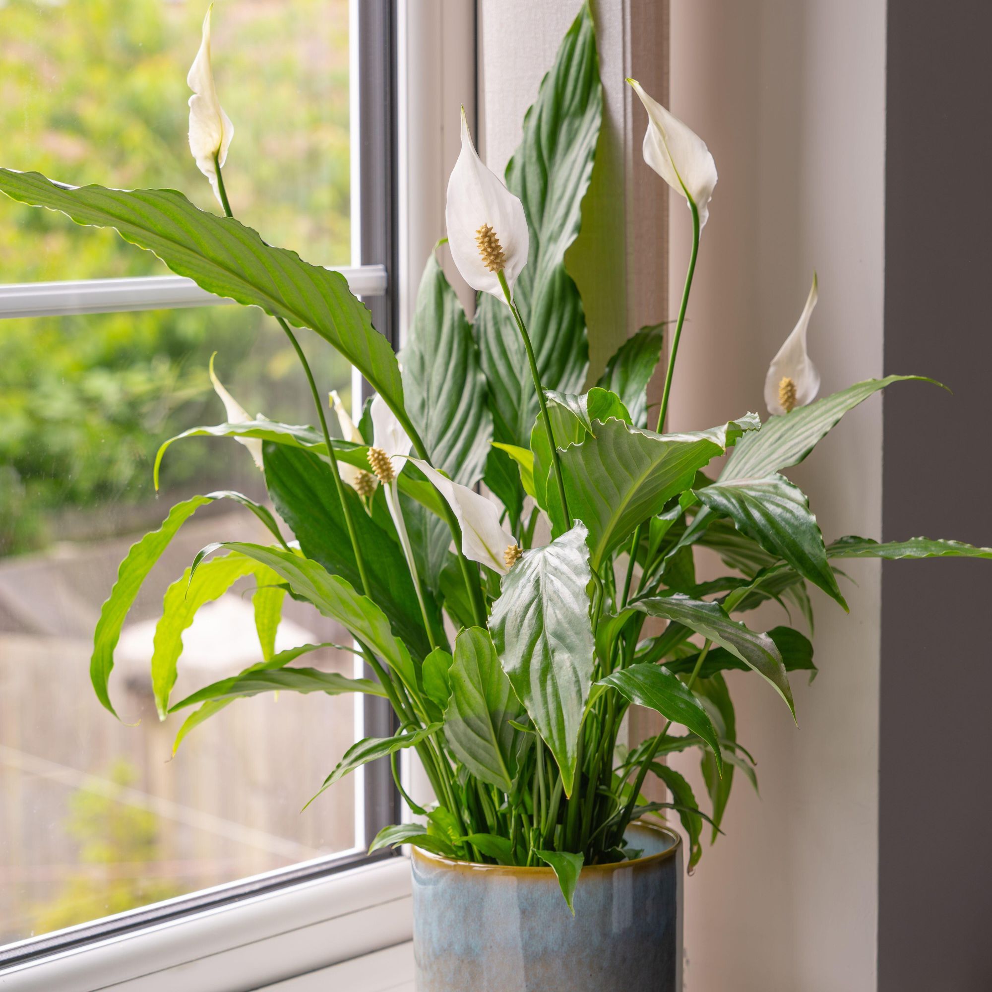 Peace lily on windowsill