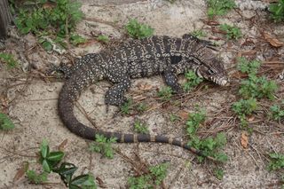 Tegus, lizards native to Brazil, can spend up to six months underground during the cool, dry winters.
