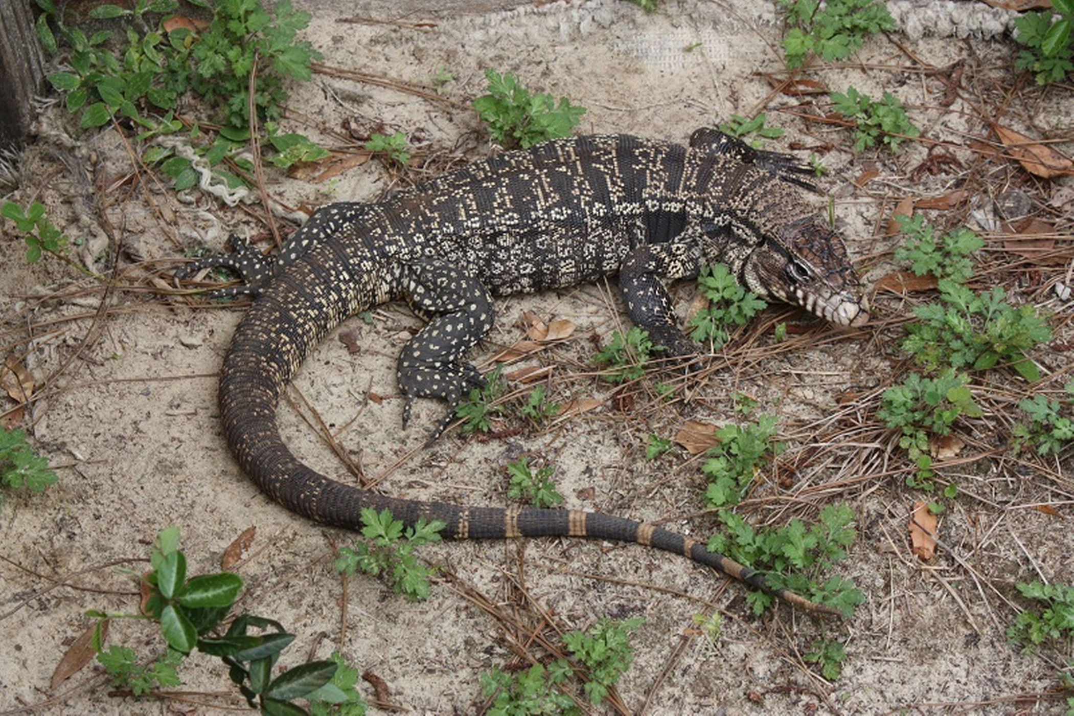 Tegus, lizards native to Brazil, can spend up to six months underground during the cool, dry winters.