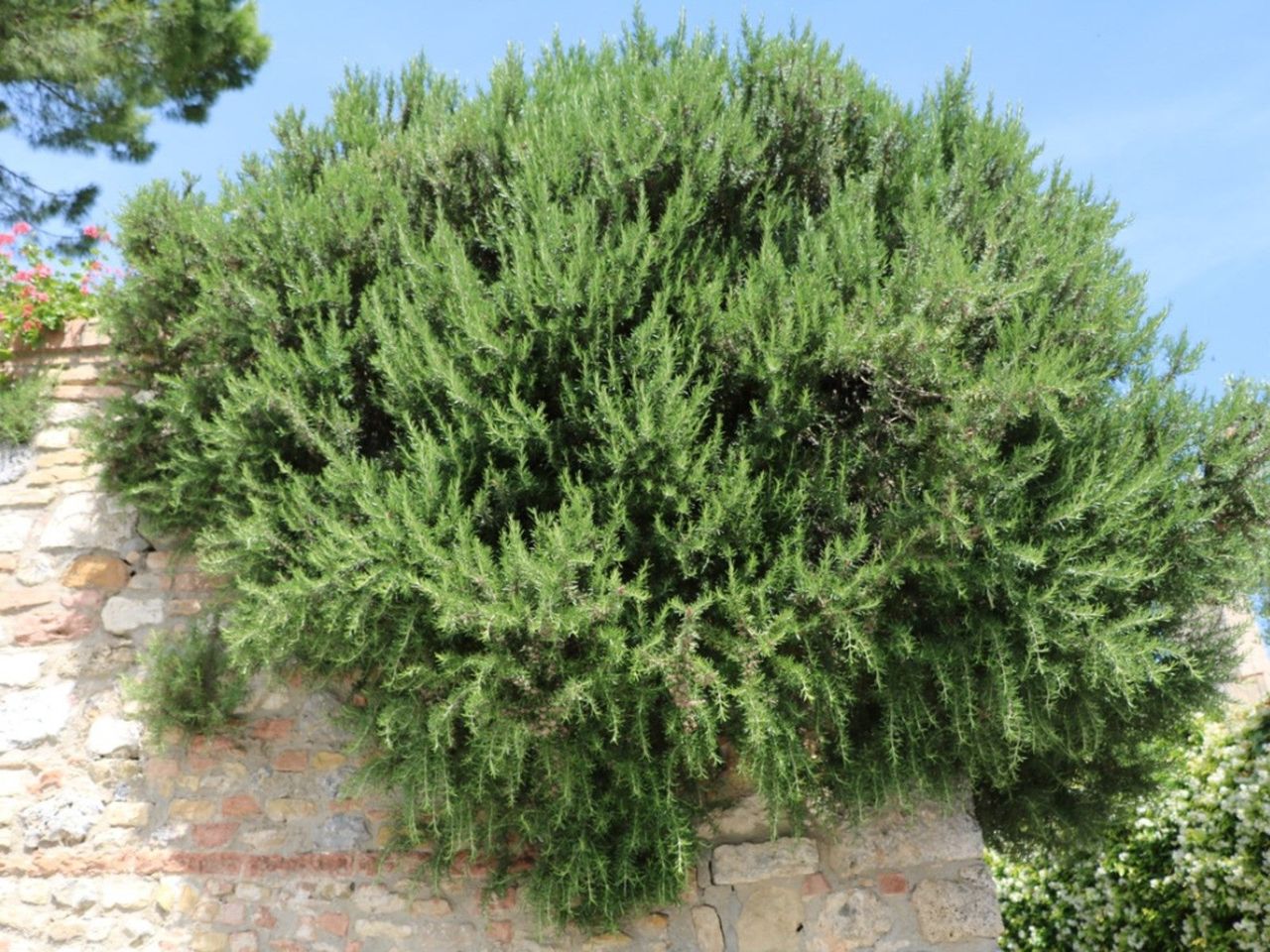 Large Herb Plant Growing Over A Rock Wall