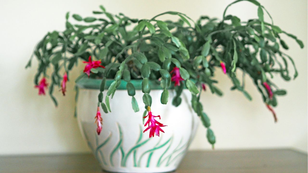 When to fertilize Christmas cactus