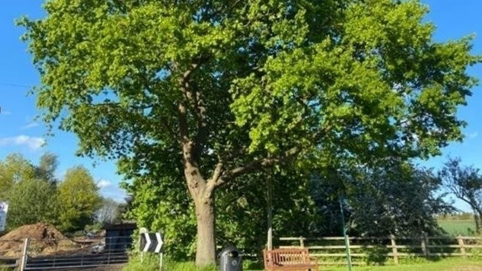 A large oak tree in the sunlight