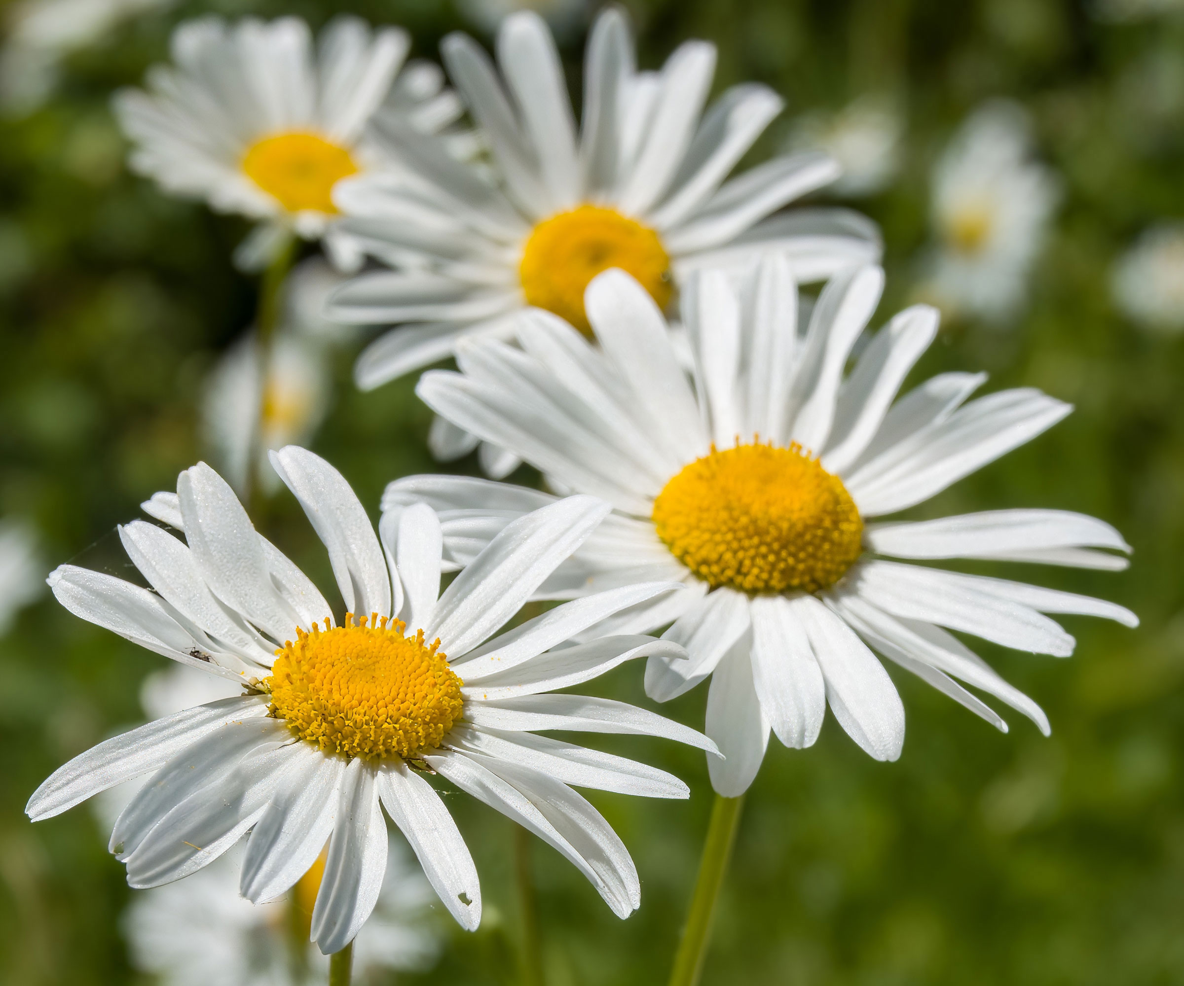ox-eye daisies growing in poor garden soil