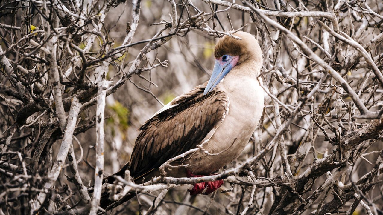 Galapagos Islands cruise on Santa Cruz II