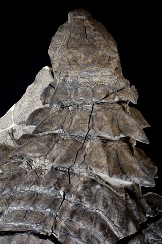 nodosaur fossil camouflage