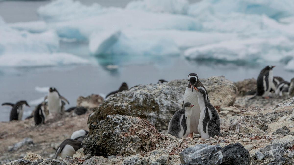 Gentoo penguins tend to their chicks on Andersson Island, Antarctica.