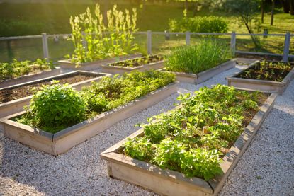 A vegetable garden 