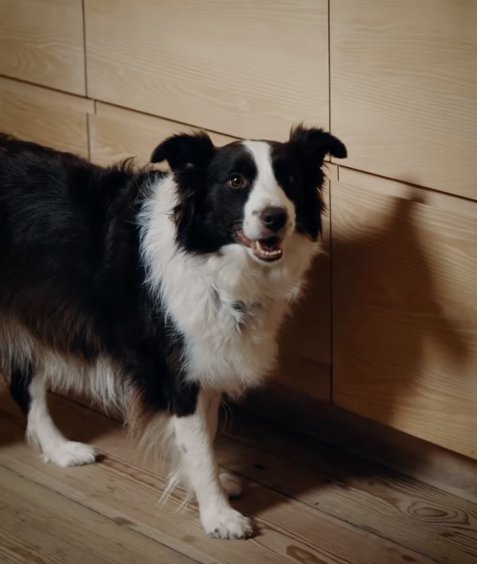 Queen Mary&#039;s Dog Coco