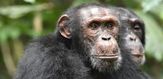Chimpanzees are seen attentively listening to other chimpanzees heard at some distance in the West African forests of Côte d’Ivoire,