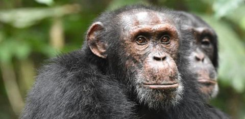 Chimps use military tactic only ever seen in humans before | Live Science