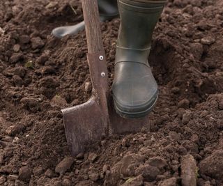 A person digging garden soil using a spade