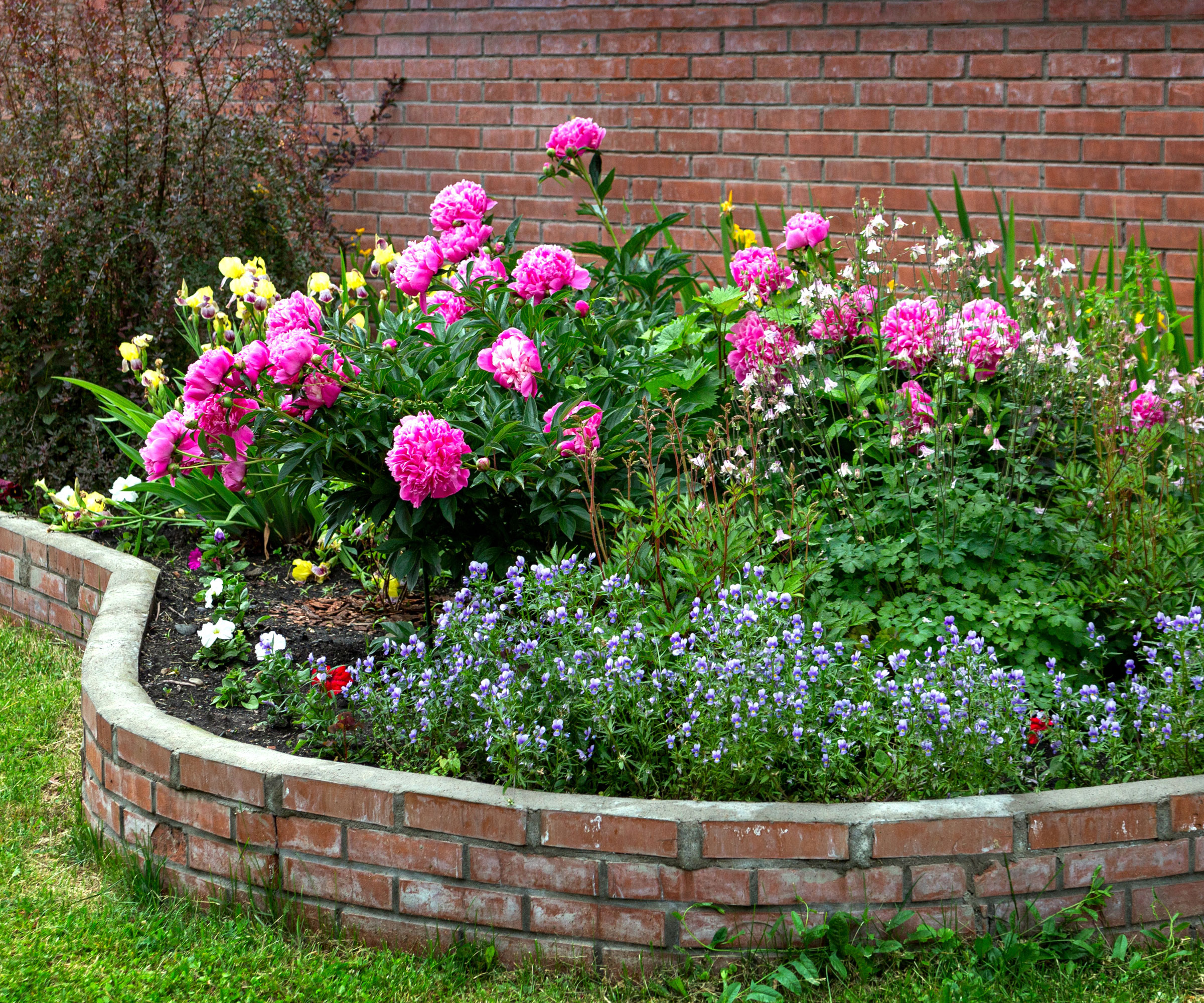 pink peonies in raised garden bed near brick wall