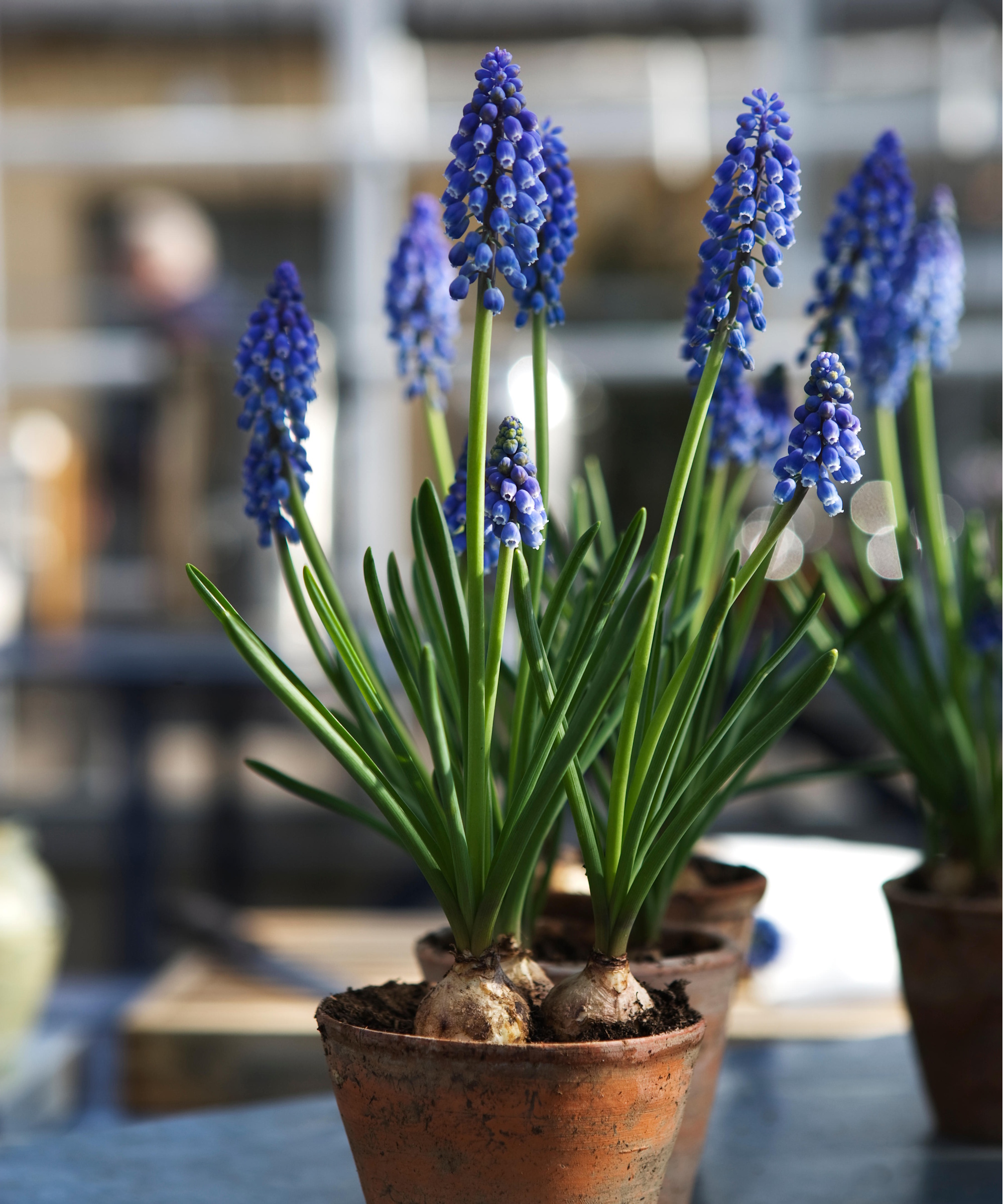Grape hyacinth indoors