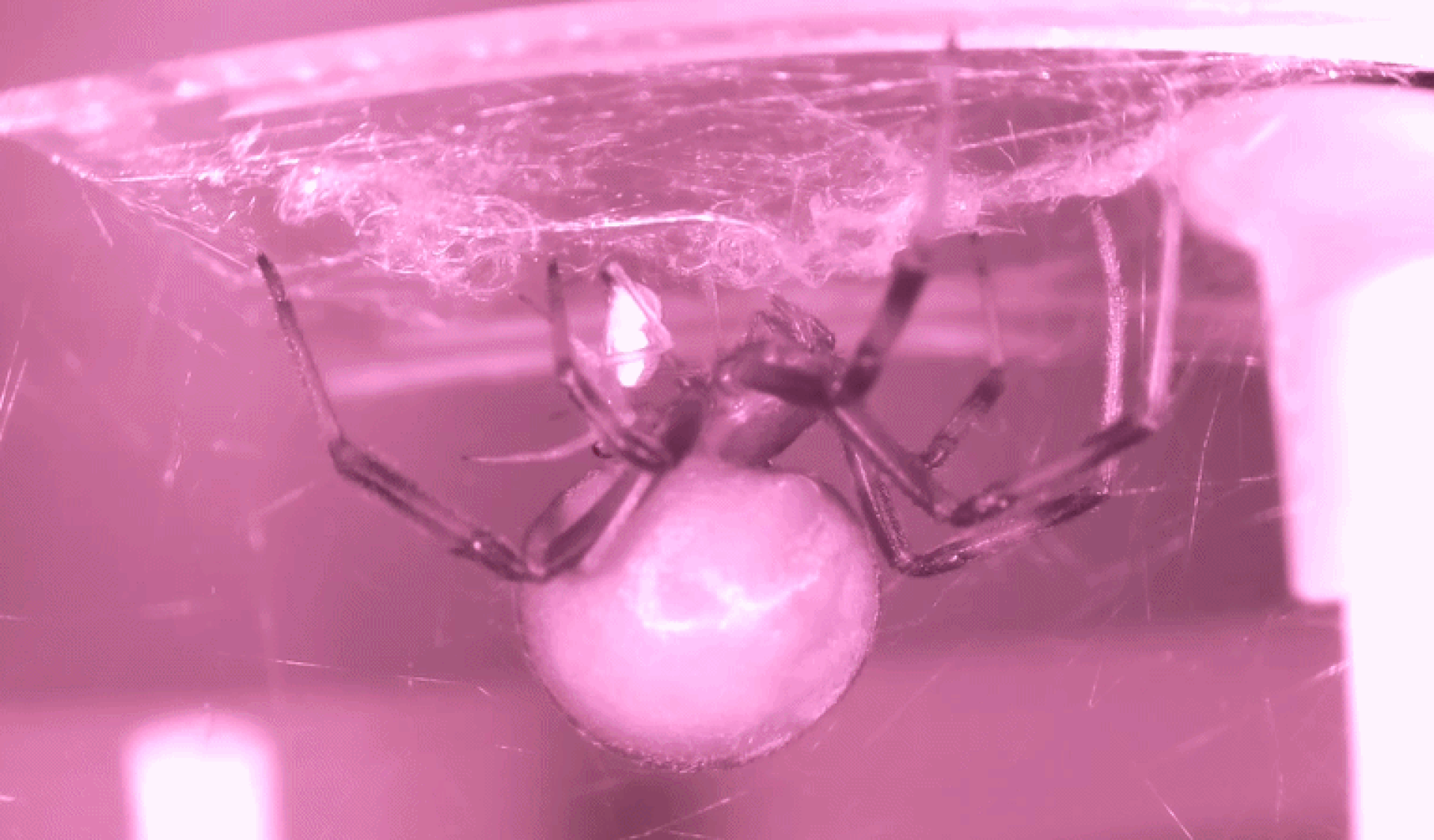 A gif showing a small white spider on its back next to a large female