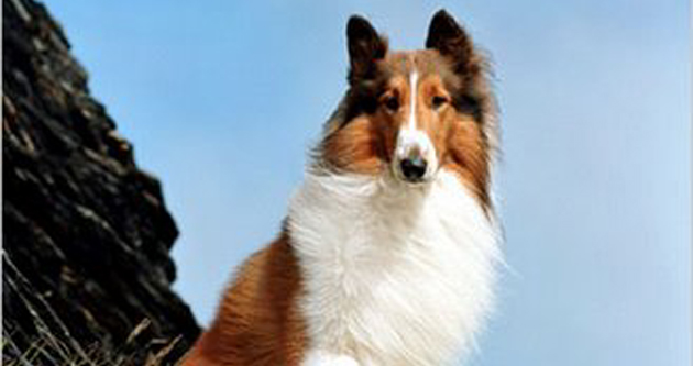 Lassie (Lassie Come Home)