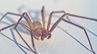 Brown recluse spider