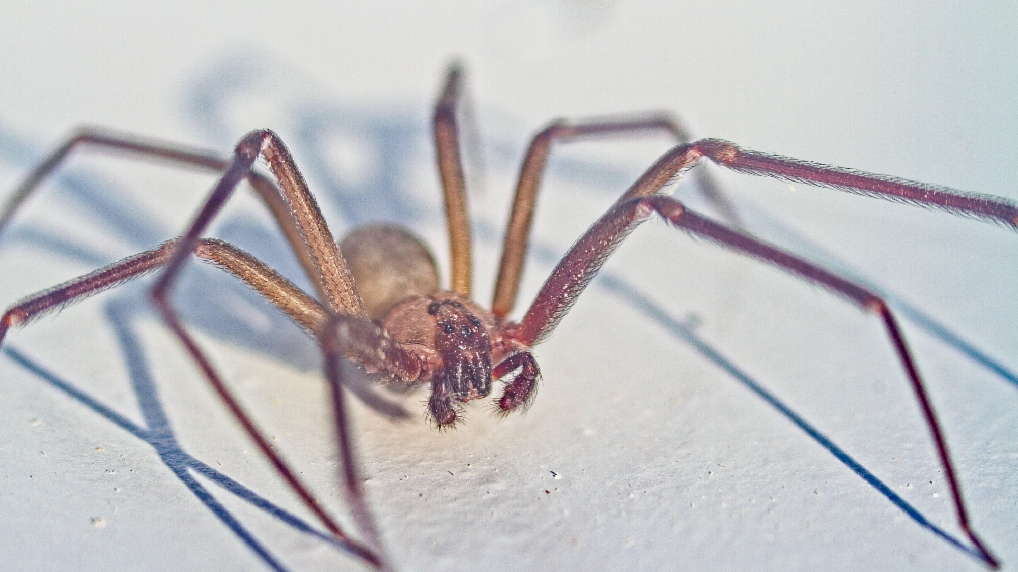 Brown recluse spider