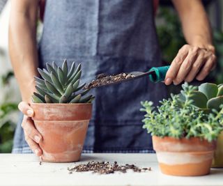 person potting up two succulents