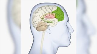 Diagram of human brain shown from the side shows the front lobe highlighted in green