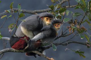 Two monkey's on a branch