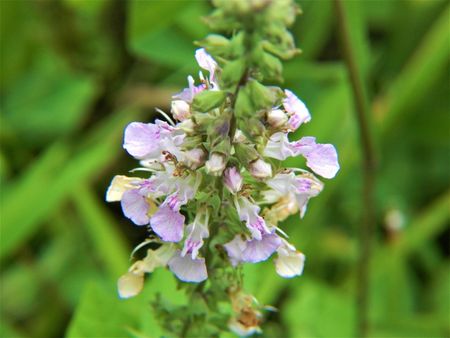 Flowering Germander Ground Cover Plant