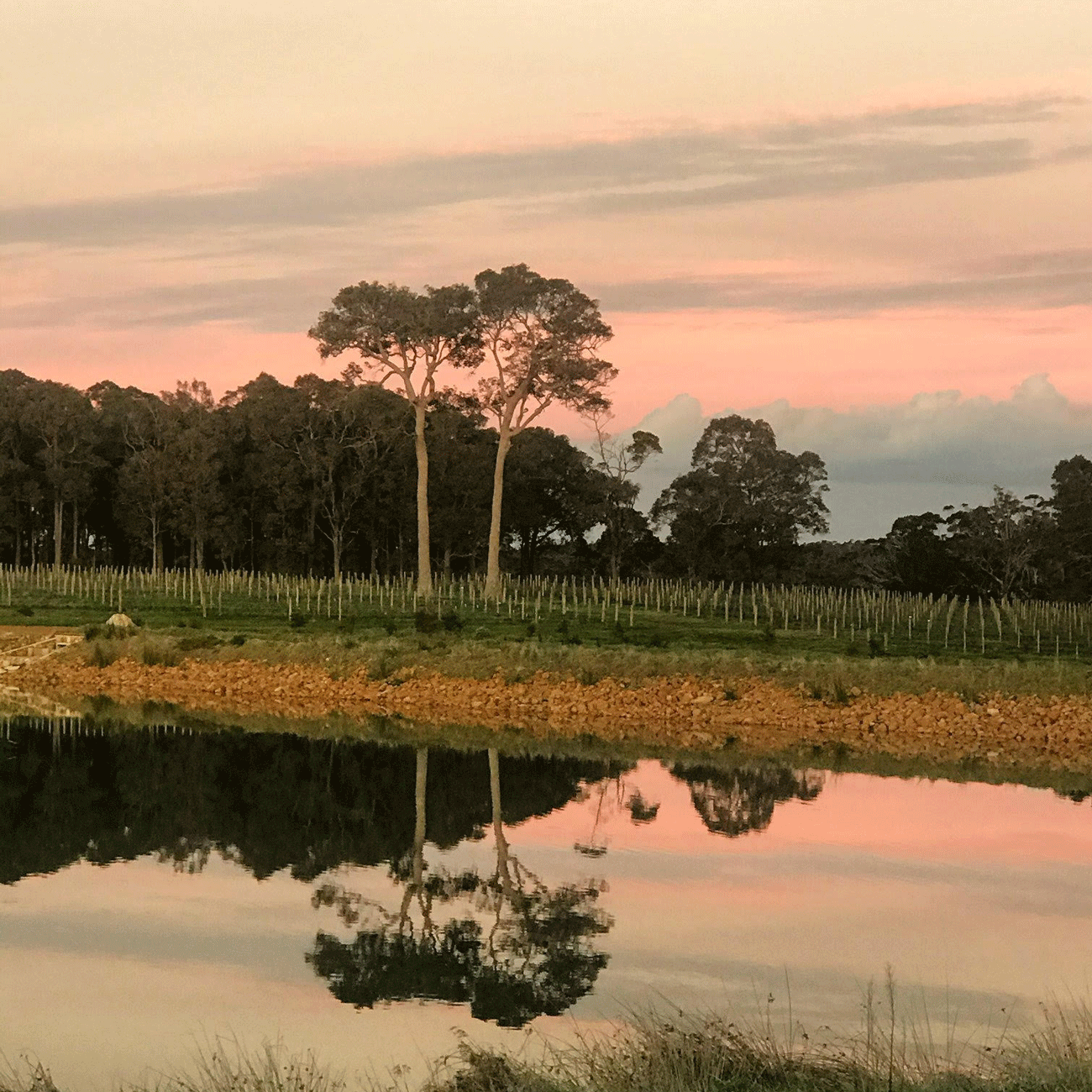 Leeuwin Estate - Henry's Vineyard