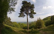 blackdownforest