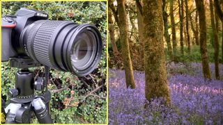 A Nikon DSLR on a tripod next to a bluebell covered wood