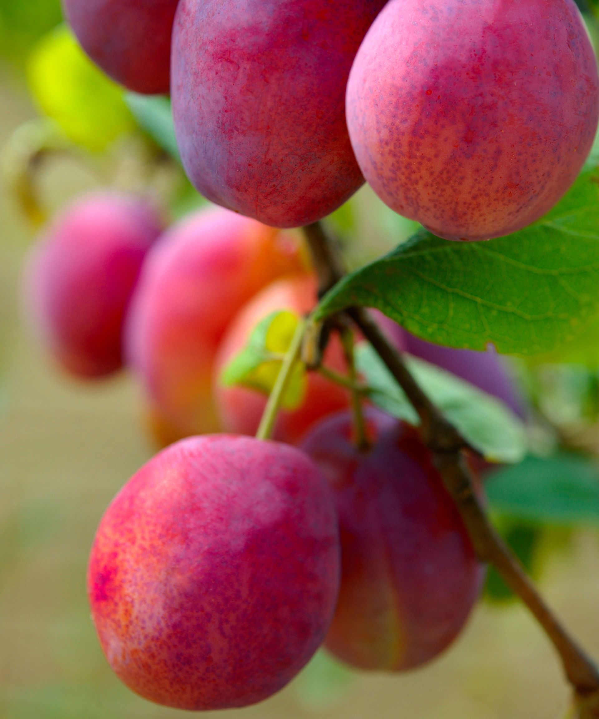 Greengages, plums and damsons – what's the difference? | Gardeningetc