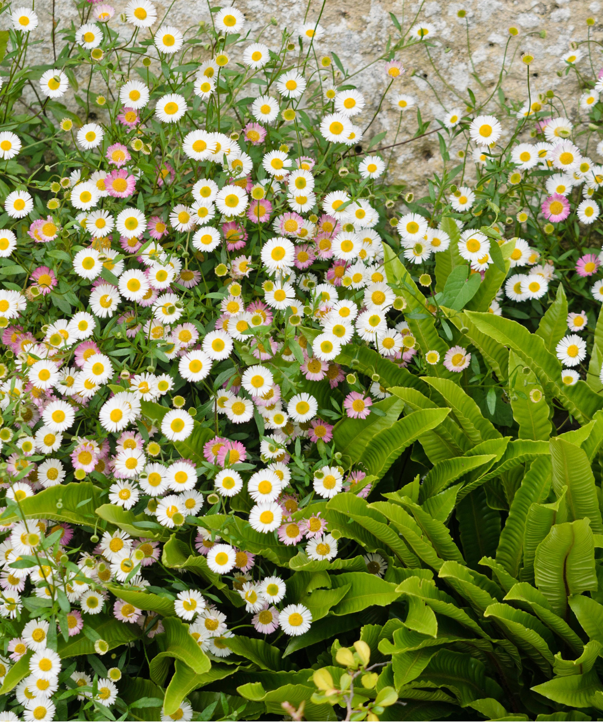 Erigeron karvinskianus
