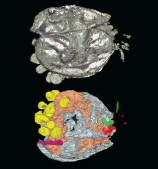 The ostracod Luprisca incuba, as imaged by X-ray and CT scans Eggs and possible hatched young are in yellow.