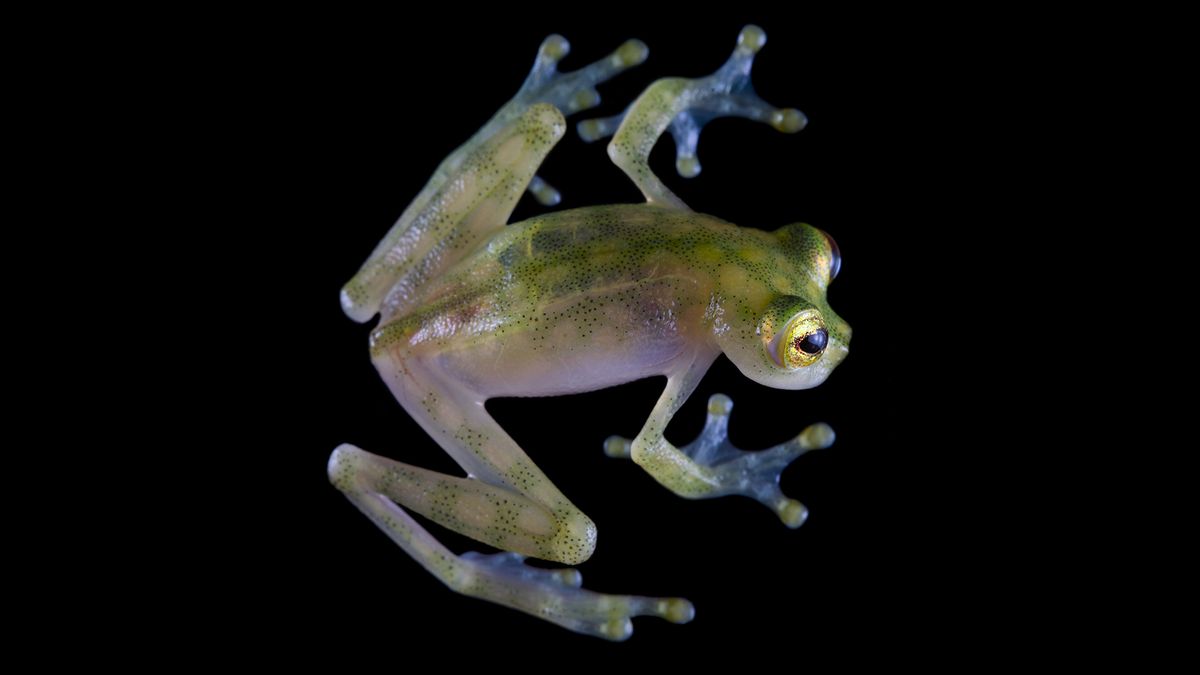 Crypto organization names newfound glass frog species — here’s why that's concerning