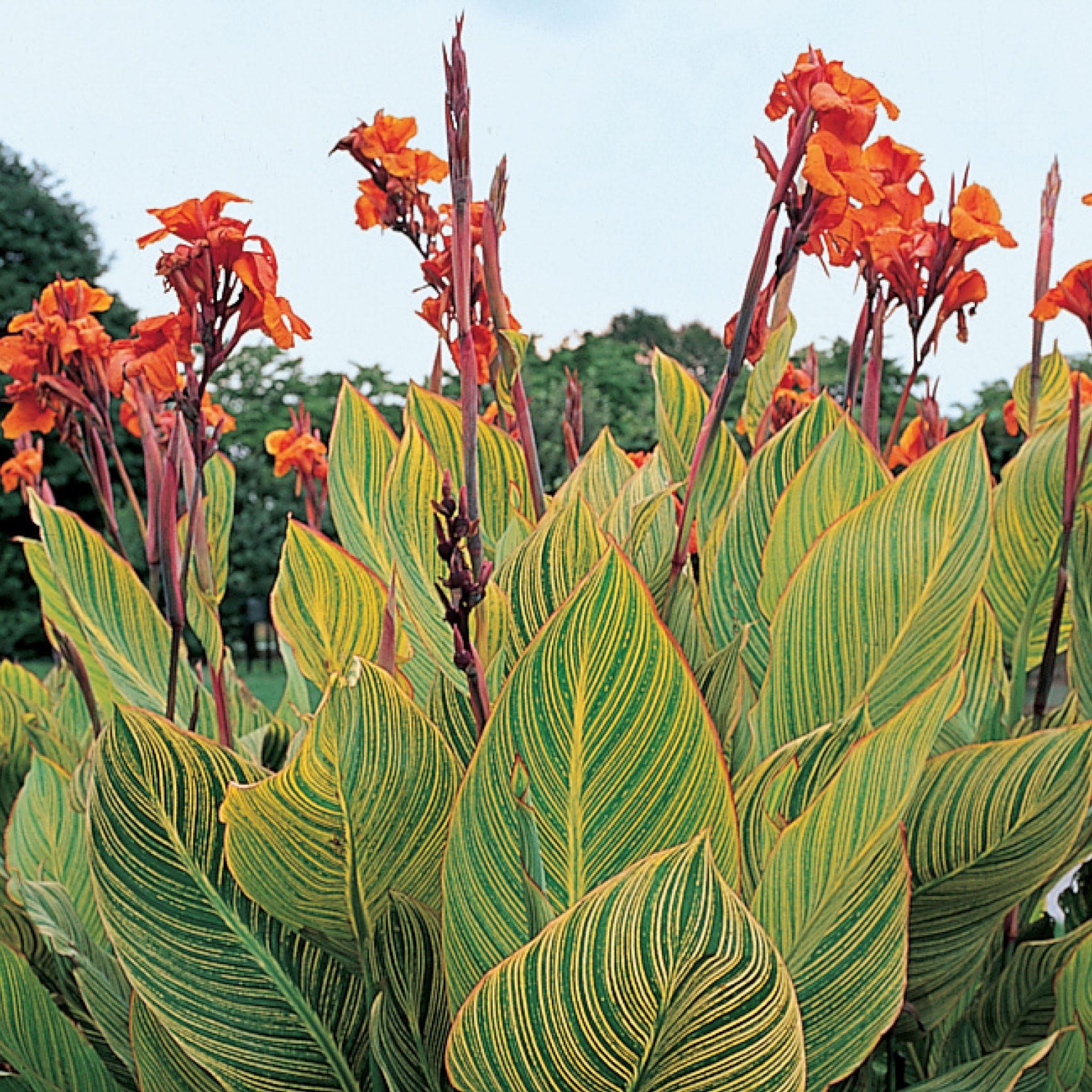 Variegated Pretoria Canna Bulb
