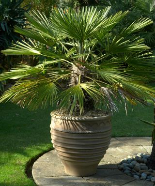 Mediterranean fan palm tree in pot