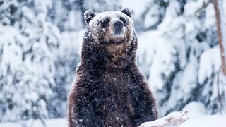 Bear in the snow