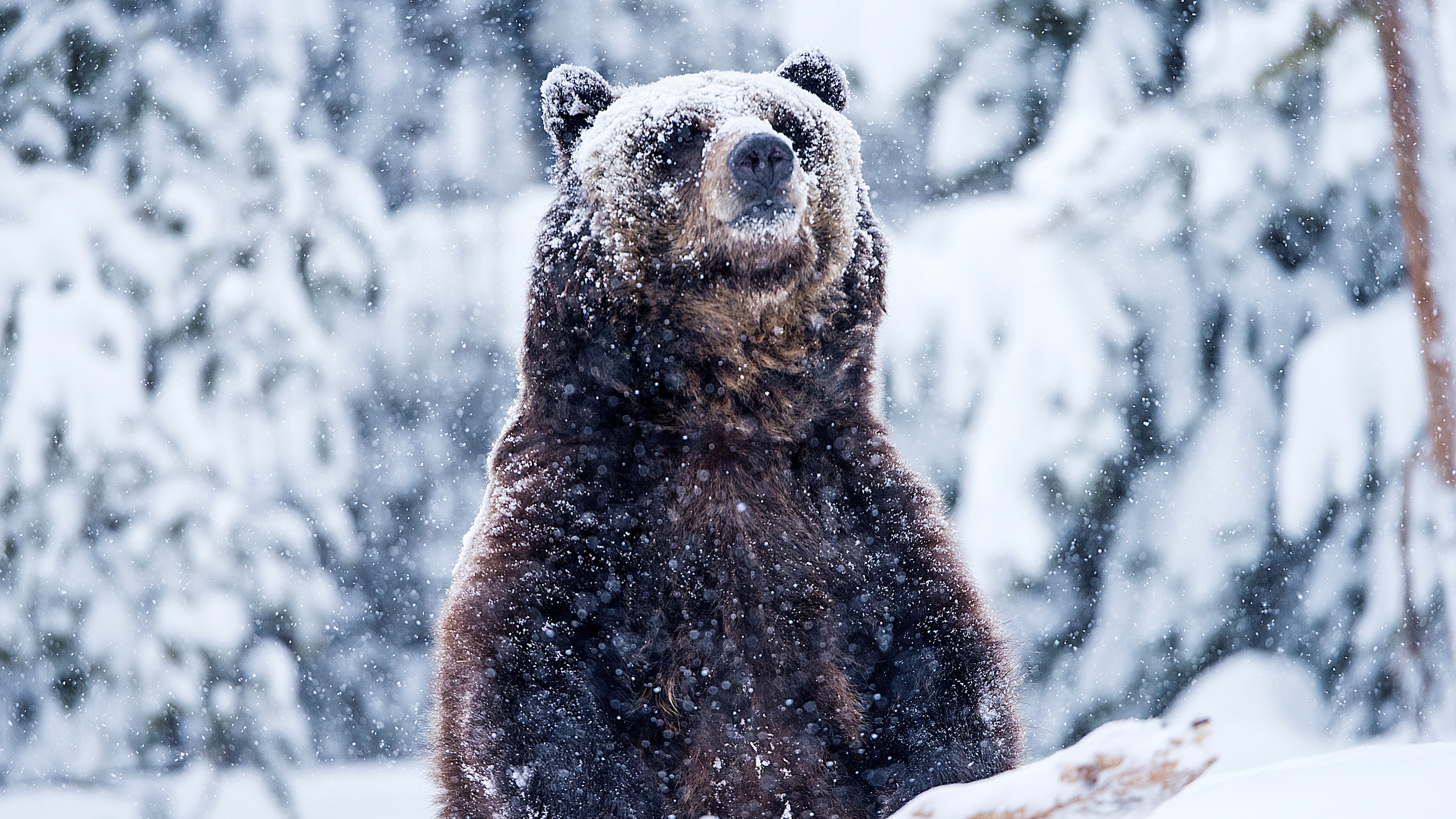 Do you still need to worry about bears in winter? | Advnture