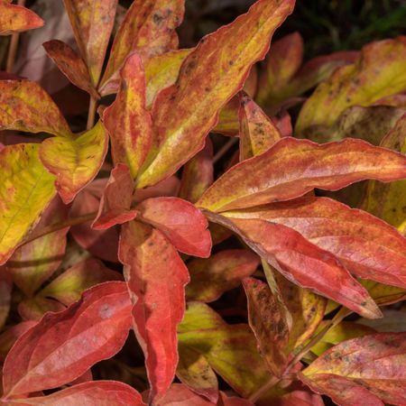 peony plant in fall showing red foliage