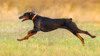 Doberman pinscher running in field