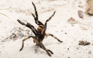 Ceratogyrus attonitifer in its natural habitat strikes a defensive pose that is typical for baboon spiders.