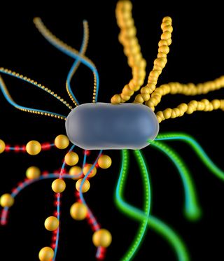 bacteria grow living materials