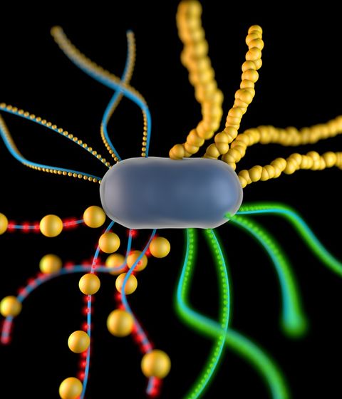 Bacteria Could Grow Futuristic 'Self-Healing' Materials | Live Science