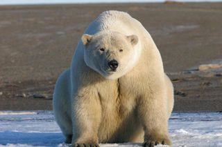 A young polar bear sitting on the shore in southern Beaufort Sea, Alaska.