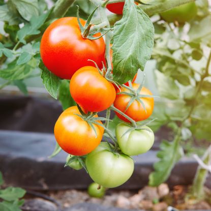 Green and red tomatoes growing on the vine